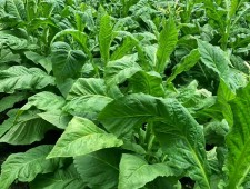 What kind of fertilizer is good for tobacco? Tobacco yields 100% more chitin roots!