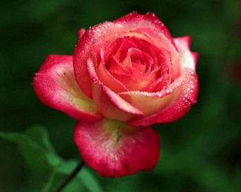 Rosa chinensis fertilization solution